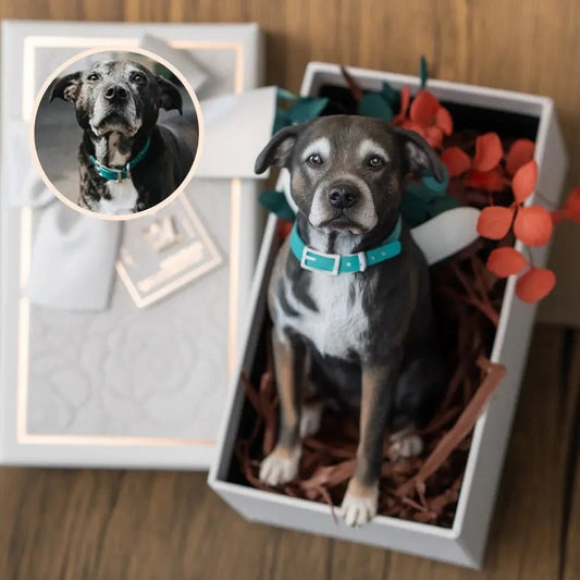 Custom Pet Figurine From Photo – A Forever Keepsake (All Pets) - Cloffa